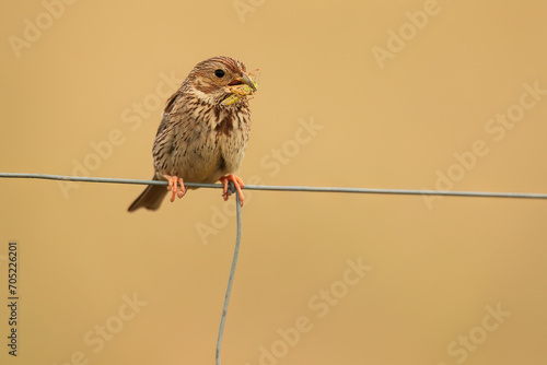 A corn bunting vocalizing on a wire with a minimalist beige background looking away photo