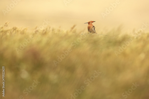 A distant hoopoe emerges amidst a sea of tall grasses with its iconic crest visible in blurred background photo
