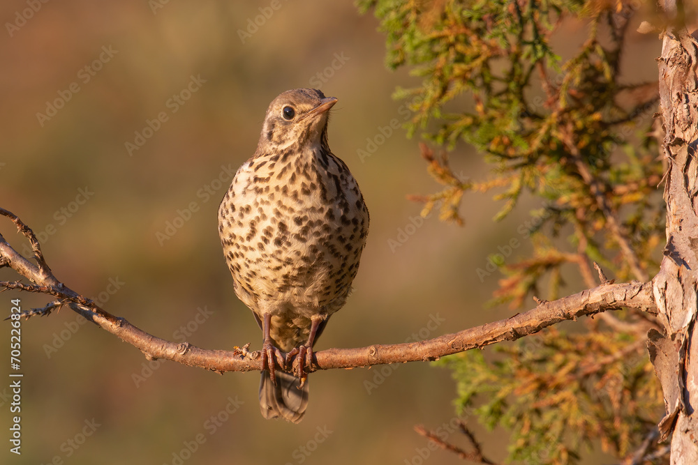 Mistle Thrush Mistle Thrush