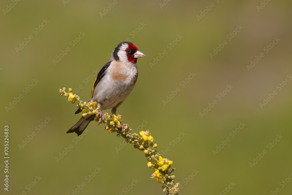 Fototapeta premium European Goldfinch