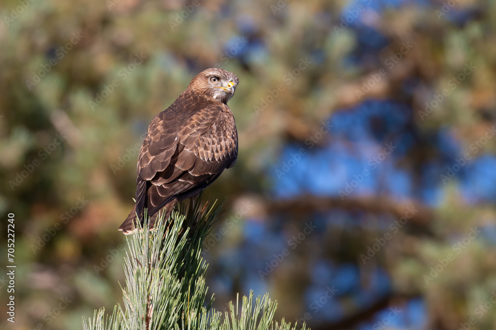 Fototapeta premium Common buzzard