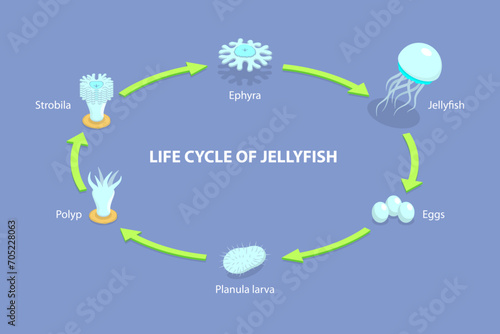3D Isometric Flat Vector Illustration of Life Cycle Of Jellyfish, Developmental Stages