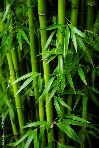 fresh bamboo forest with leaves