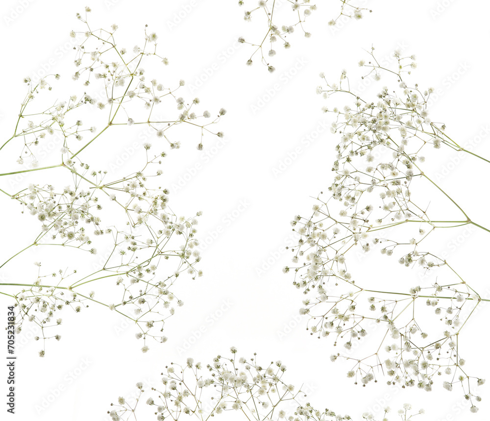 Obraz premium Small white Gypsophila flowers isolated on white background..Fluffy and cloud-like Gypsophila, commonly known as 'Baby's breath'.