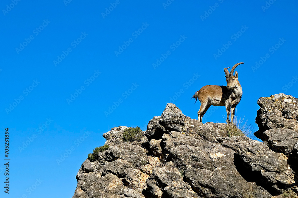 Cabra hispánica sobre un cortado rocoso, en las sierras de Cazorla, Segura y Las Villas. Cabra hispánica sobre un cortado rocoso, en las sierras de Cazorla, Segura y Las Villas.