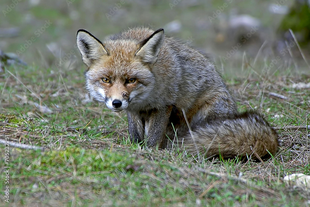 Obraz premium Zorro común o rojo, en las sierras de Cazorla, Segura y Las Villas.