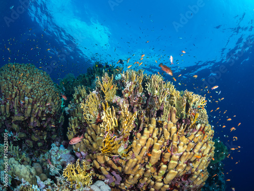 A hard coral surrounded by fish framed against the sky in the Red Sea Egypt. 