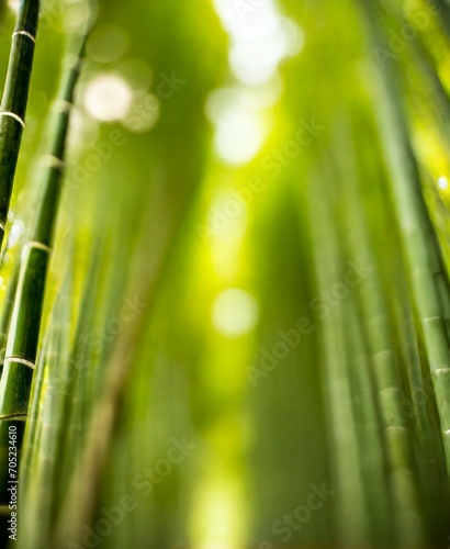 Bamboo forest with copy space