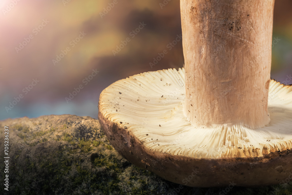 a small mushroom lying upside down on its hat, with a nice blurred background. a small mushroom lying upside down on its hat, with a nice blurred background.