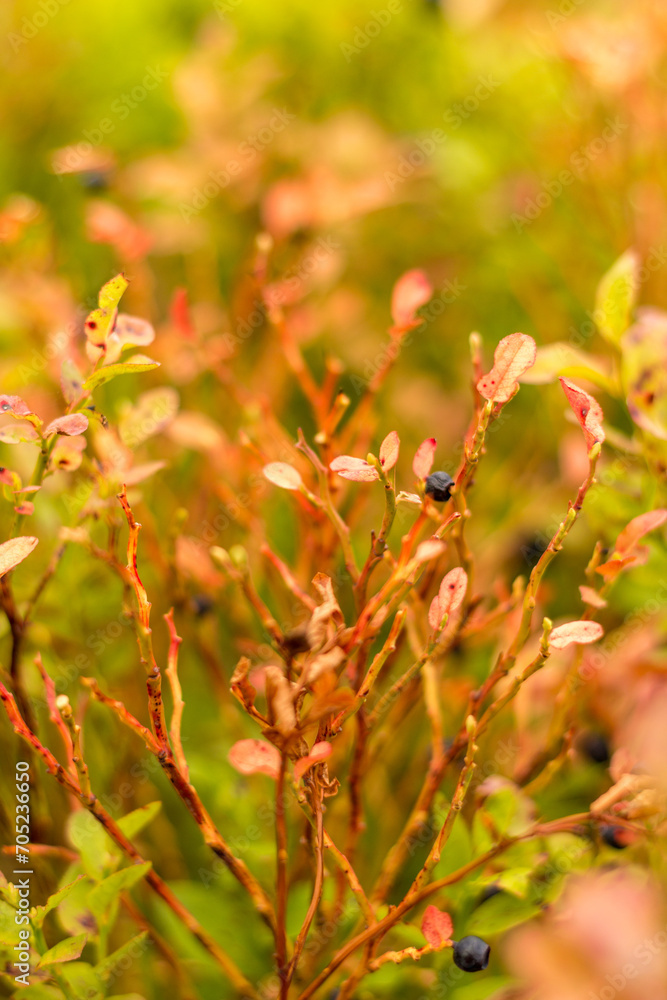 blueberry bush blueberry bush