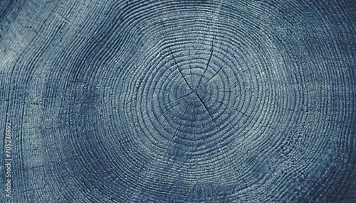 old wooden oak tree cut surface detailed indigo denim blue tones of a felled tree trunk or stump rough organic texture of tree rings with close up of end grain photo