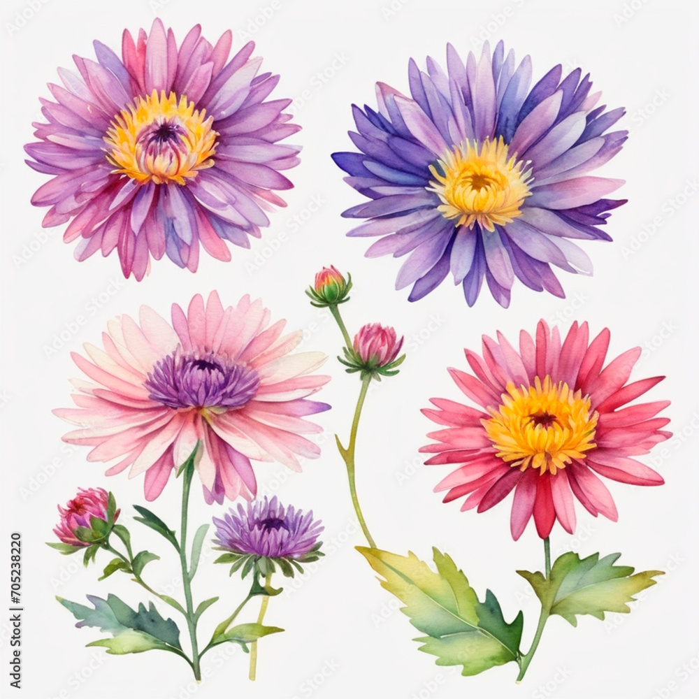 Fototapeta premium pink and white chrysanthemum