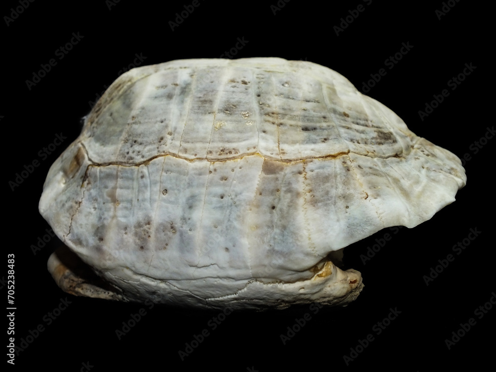 Superficial shell abscesses and erosions, or shell rot