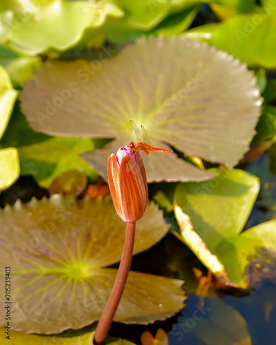 Ogrody Saranath - Indie Dragonfly photo