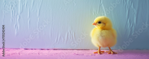 A little yellow Easter chick in front of a wall of vibrant pastel colors. Concept of spring holidays and Easter.