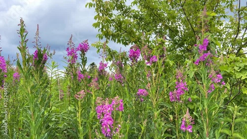 Pink blooming cabbage, kiprei or ivan tea on a field among herbs on a sunny summer day. Background of nature. Recreation and tourism in Udmurtia. Untouched germination. Epilobia. Wildflowers 4K photo