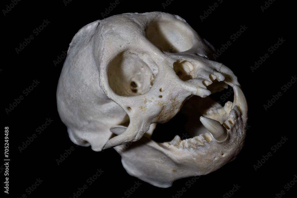 tooth malformation in monkey, mammal tooth malformation in monkey, mammal