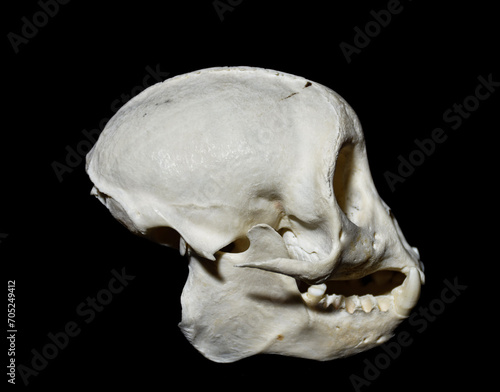 Tableau sur toile tooth malformation in monkey, mammal