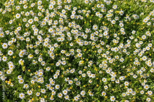 Beautiful field of daisies top view. White and yellow Daisy, Bellis perennis, probably Anthemis maritima, commonly called sea mayweed or sea chamomile