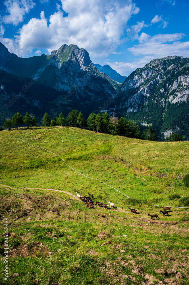 Naturalistic excursion among the forests and mountain pastures of Carnia.