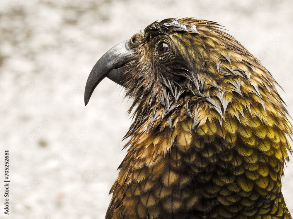 Fototapeta premium Adult Kea Looking