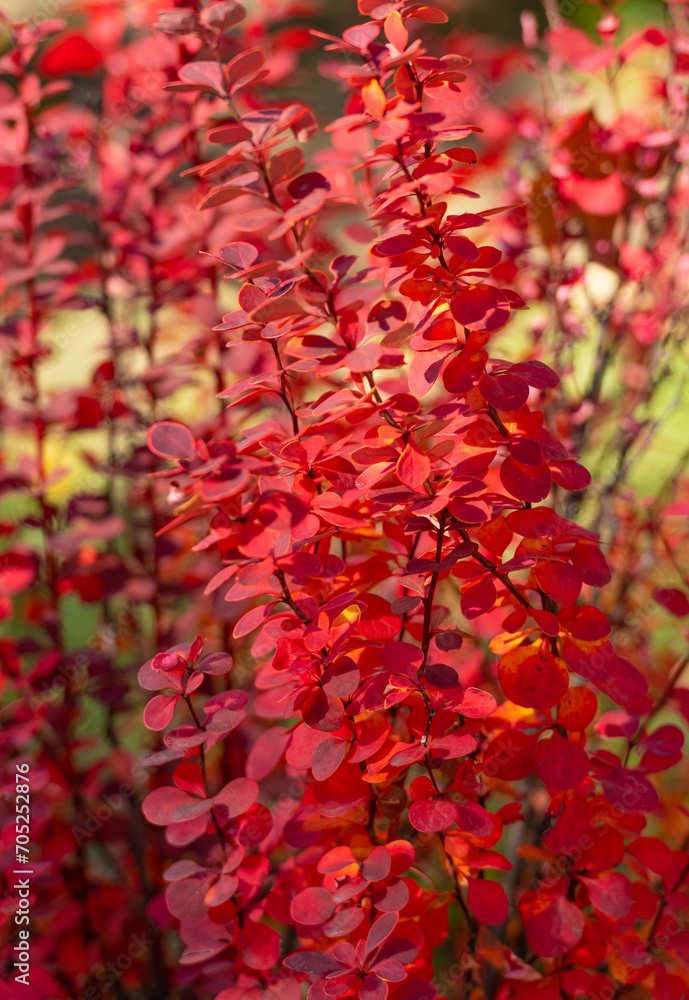 bright red autumn leaves on branch. selective focus of red autumn leaves. autumn season with leaves.