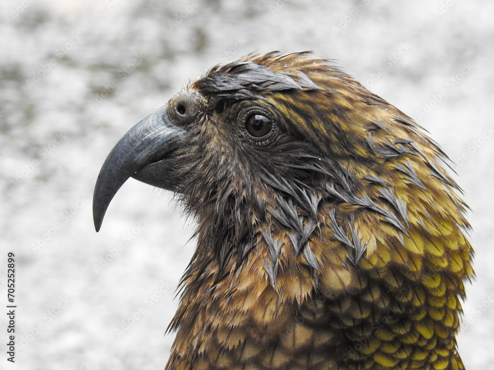 Obraz premium Adult Kea Headshot