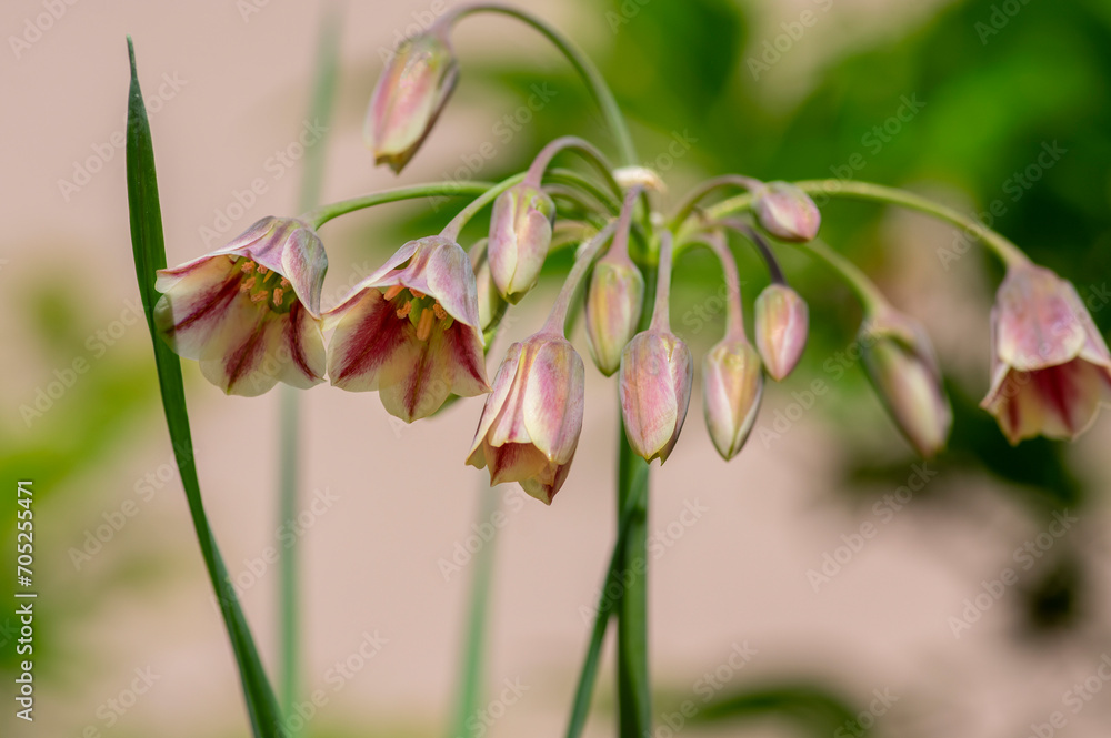 Allium siculum honey sicilian lily garlic flowers in bloom, beautiful springtime ornamental flowering plant, small bells on stem