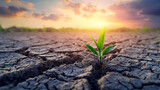 Green seedling growing on dry cracked earth with blue sky background.