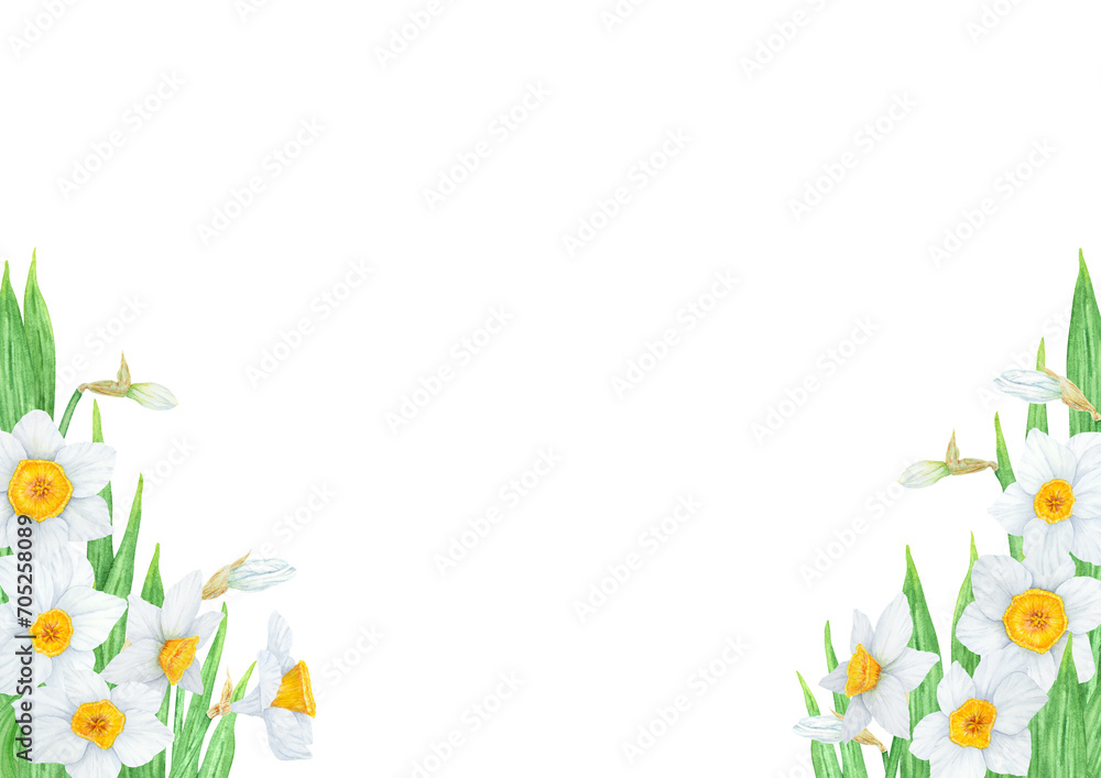 Obraz premium Narcissus, watercolor illustration of daffodils. Hand drawn watercolor frame of a fragrant spring garden flowers. White and yellow botanical painting for greeting, wedding, Easter, Mothers day print