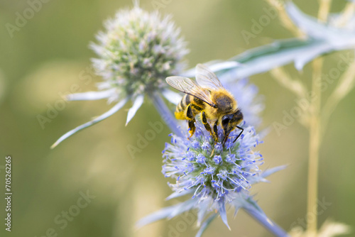 bee collecting nectar from a thorny wildflower close-up. honey bee on the meadow plant Eryngium. macro photo of an insect in nature. natural background, place for text, bokeh © Oleksandr Filatov