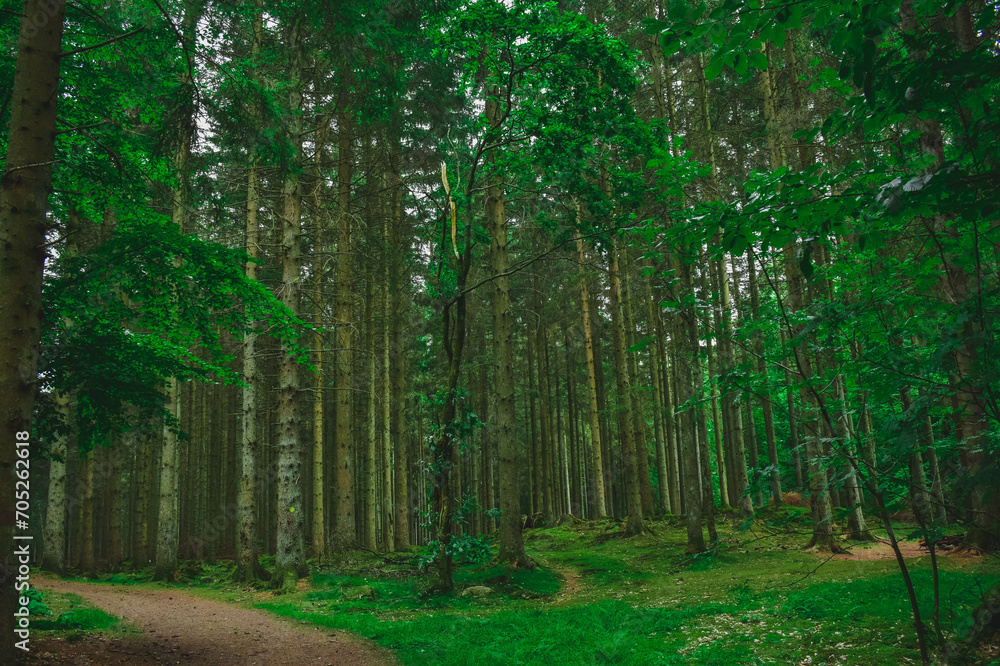 Obraz premium Old spruce forest with moss on the ground, Sweden. Forest scenery in Skåne, Sweden.