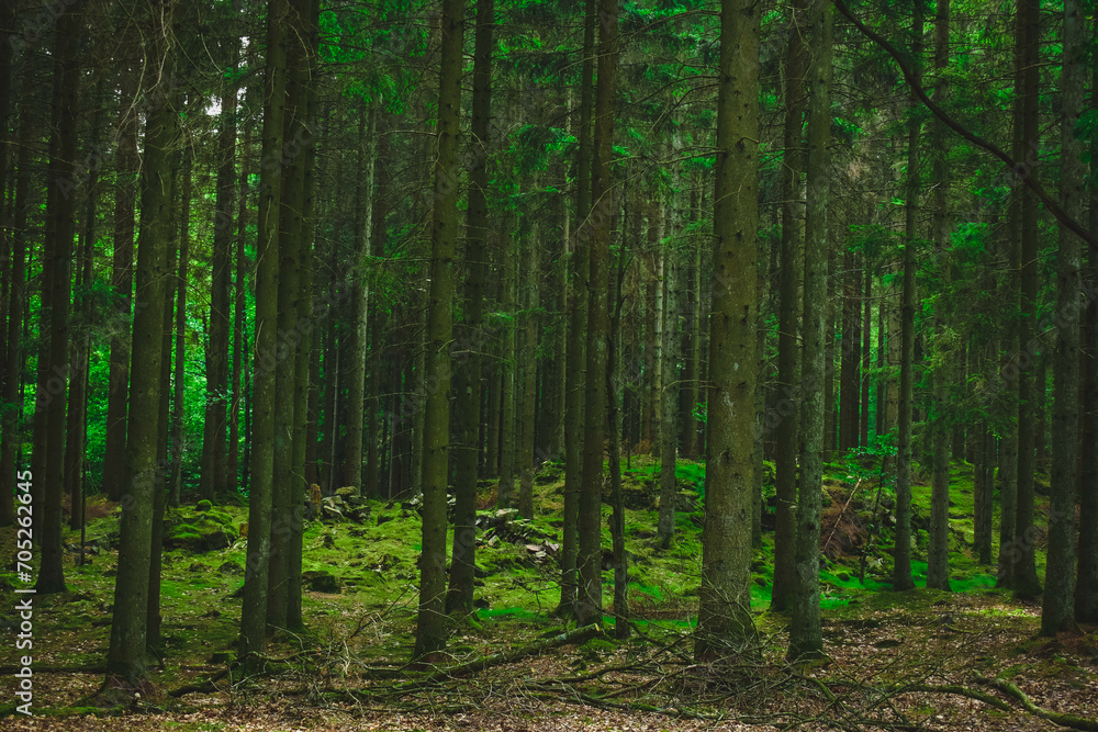 Old spruce forest with moss on the ground, Sweden. Forest scenery in Skåne, Sweden. Old spruce forest with moss on the ground, Sweden. Forest scenery in Skåne, Sweden.