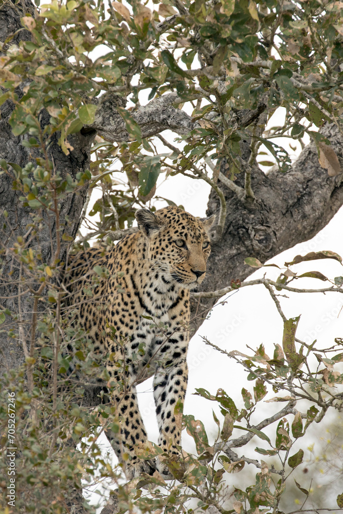 Obraz premium A nice shot of leopard on tree