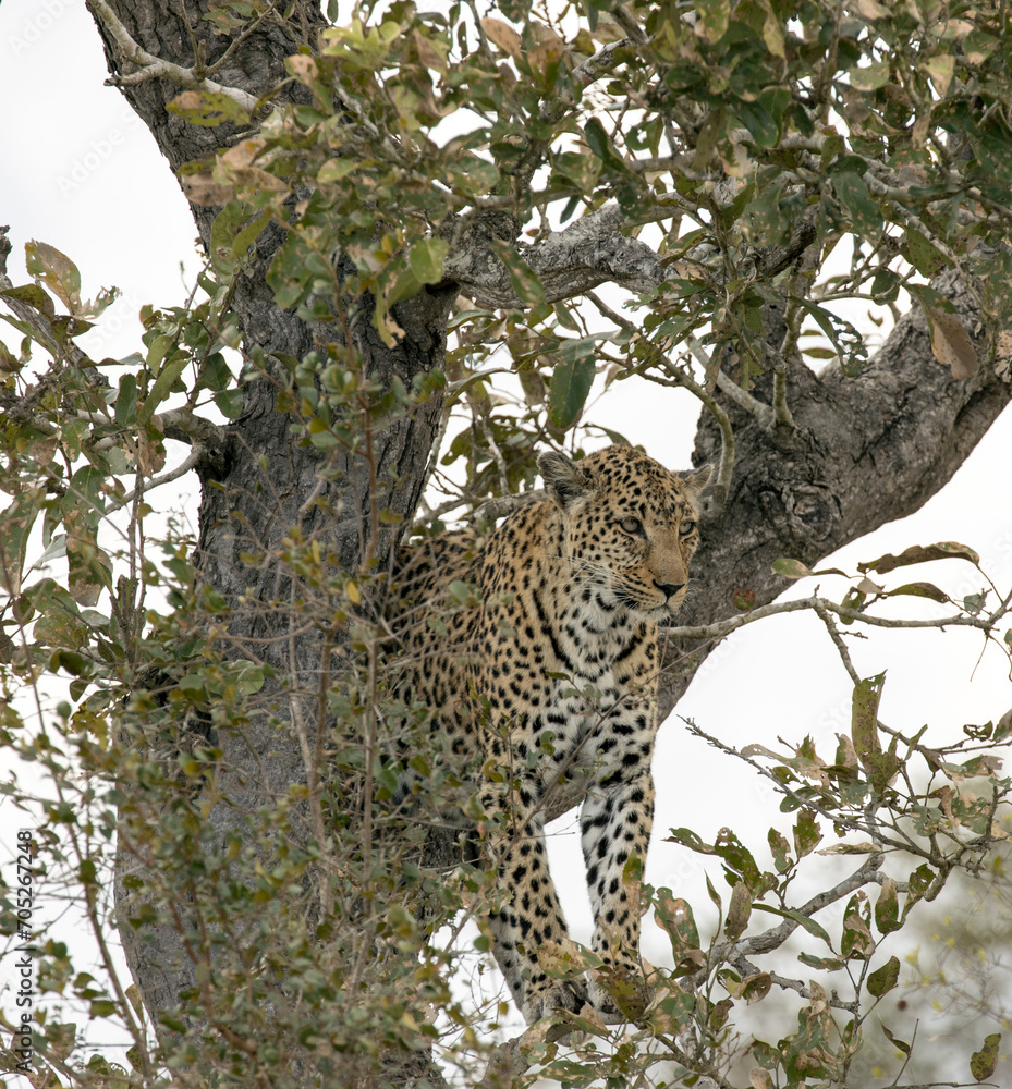 Obraz premium A nice shot of leopard on tree