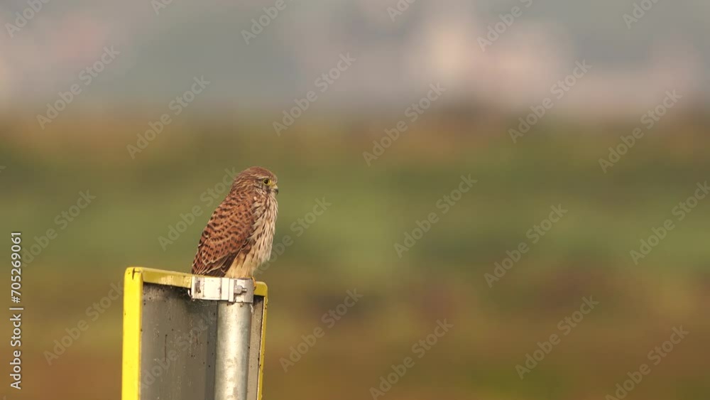 A female common kestrel (Falco tinnunculus) inspecting its environment A female common kestrel (Falco tinnunculus) inspecting its environment