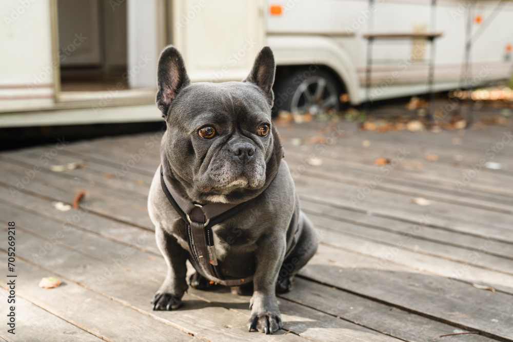 Funny grey adult french bulldog sitting on a porch yard of camper van trailer. Caravanning traveling with dog pets friends, road trip voyage adventure