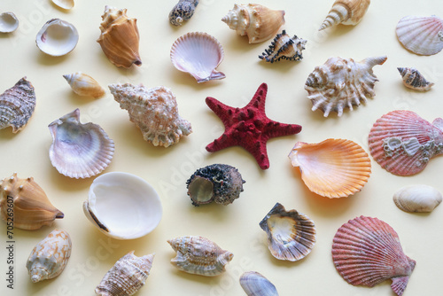 Different sea shells and starfish on yellow background