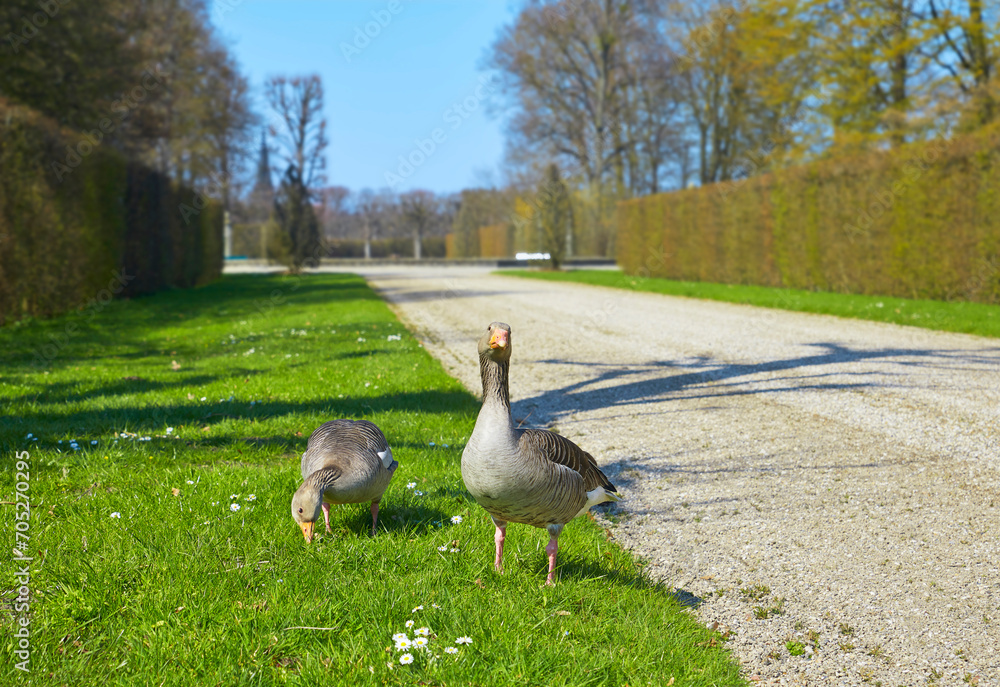Fototapeta premium Blick auf den Barockpark der Herrenhäuser Gärten, mit einem Wildgänsepaar.