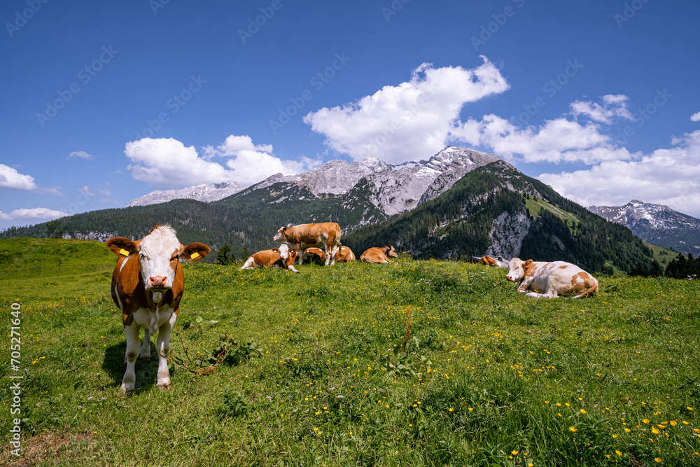 Fototapeta premium Alm-Idylle, Fleckvieh -Kühe auf einer Alm mit Alpenpanorama im Hintergrund.