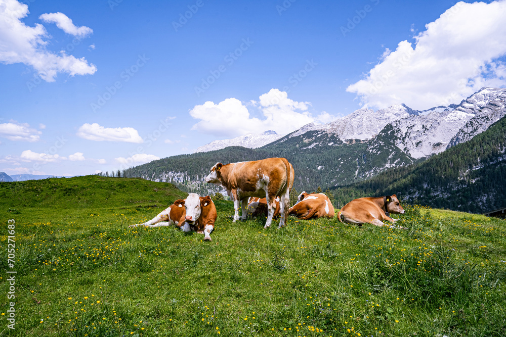 Alm-Idylle, Fleckvieh -Kühe auf einer Alm mit Alpenpanorama im Hintergrund.
