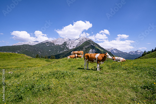 Alm-Idylle, Fleckvieh -Kühe auf einer Alm mit Alpenpanorama im Hintergrund. photo