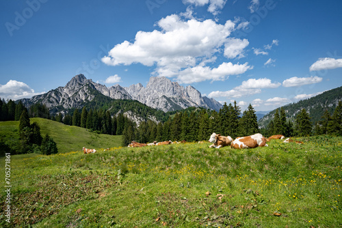 Alm - Romantik, Bergwiese mit bunten Blumen und Kühen vor dem Hochgebirge.