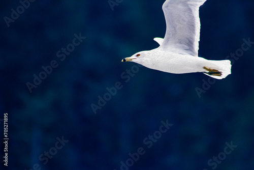 Seagull in Flight Over Lake with Pine Forest in Background (filtered photo) Background, Backdrop, Border