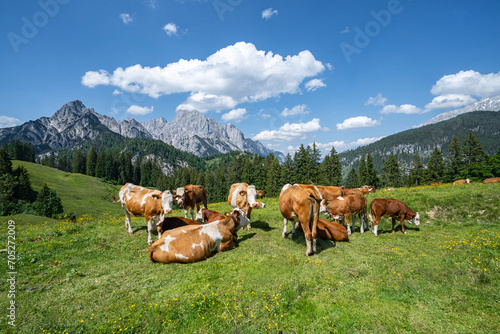 Alm-Idylle, Fleckvieh, Kuh-Herde auf einer Alm mit Alpenpanorama im Hintergrund.