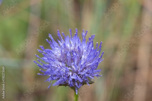 Macro shot of a blue bonnet  jasione montana  flower covered in water droplets