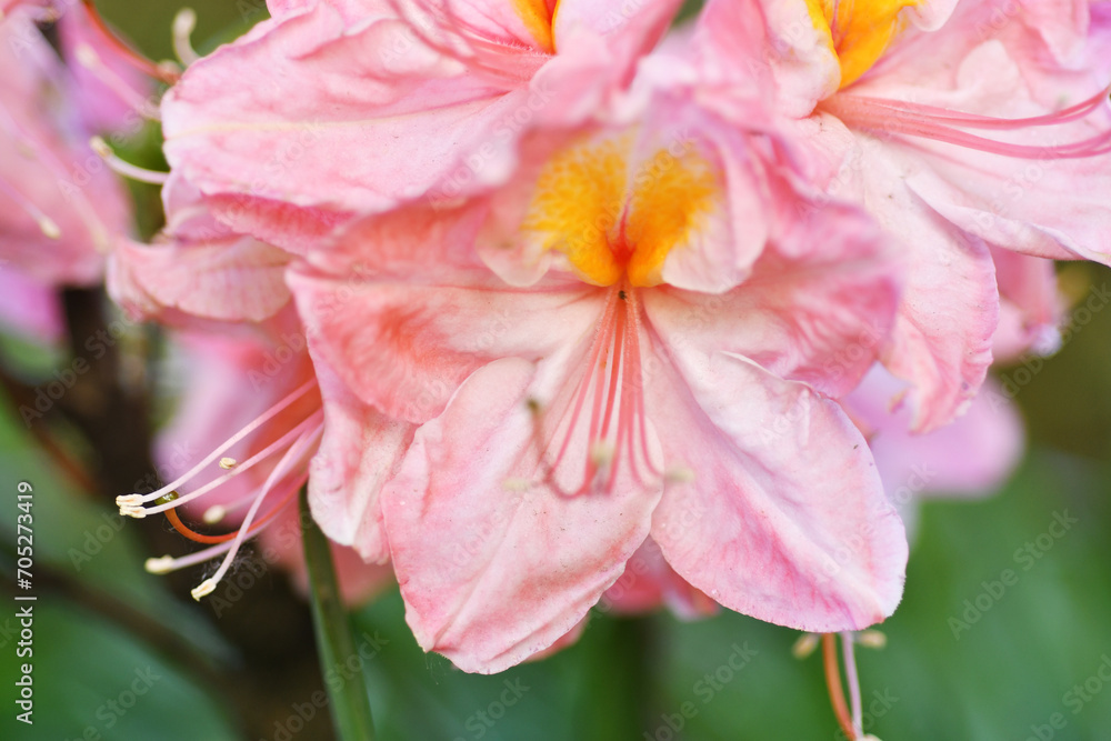 Obraz premium splendid pink-peach azalea blossom. extreme macro shot