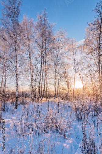 birch trees in sunset lights © Kushch Dmitry