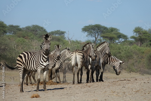 Zebra in the Boteti River  Botswana