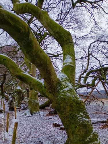 Winterwald in der Süntelbuchen-Allee in Bad Nenndorf im Winter photo